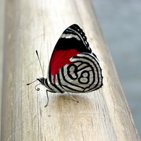 Butterfly 2
