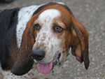 Cute Basset Hound