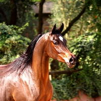 Pretty Arabian Head 1