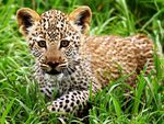 Leopard Baby