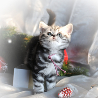 Pretty Little Christmas Kitty for Cinzia