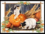cats in the pumpkins