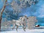 horse in snow