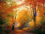 autumn rays