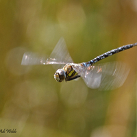 Common hawker