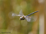 Common hawker