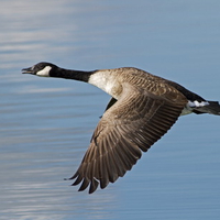 Canada goose ~ Anser anser