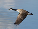 Canada goose ~ Anser anser