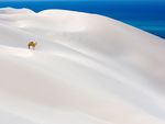 Camel In White Sand