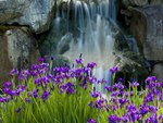 Waterfall Iris