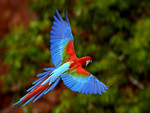 Beautiful_Parrot