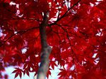 Autumn Red Leaves