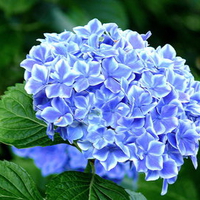 carp hydrangea - flower