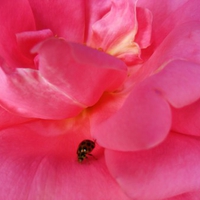 Pink Petal Ladybug Walk