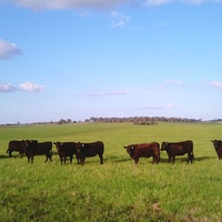 grazing cattle in the coutryside