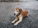 Dog on Gravel