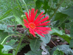 Red daisy
