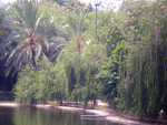 Park and pond