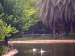 Park with pond