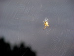 Spider in her web.