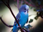 Amazing Blue Bird
