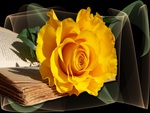 Yellow Rose