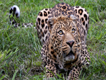 Leopard Stalking HD