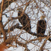 Eagle Couple