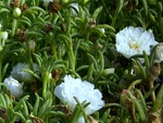 moss rose