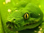 HD Green Anaconda