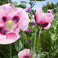 In a Field of Flowers