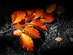 Autumn Leaf