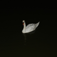 Iran,Gilan,Langerood