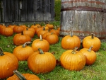 Halloween Pumpkin Festival