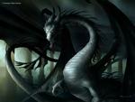 Shedow Dragon