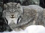 Canadian lynx
