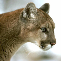 Mountain Lion