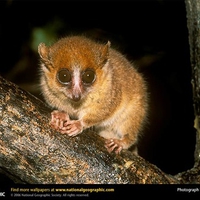 Mouse Lemur