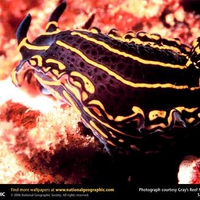 Nudibranch belongs to the Sea Slug family