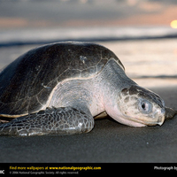 Olive Ridley Sea Turtle coming ashore