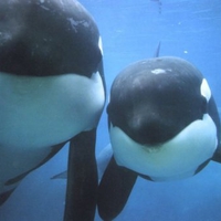 Orcas