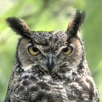 Owl 