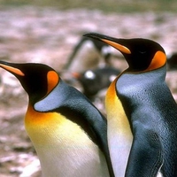 Penguins