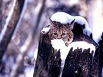 Bobcat