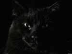 Black Cat