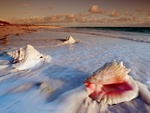 conch shells 