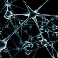 Biological neural network