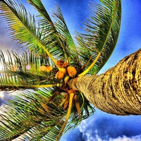 palm tree