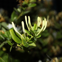 Iran,Tehran,Damavand