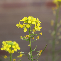 Iran,Tehran,Damavand